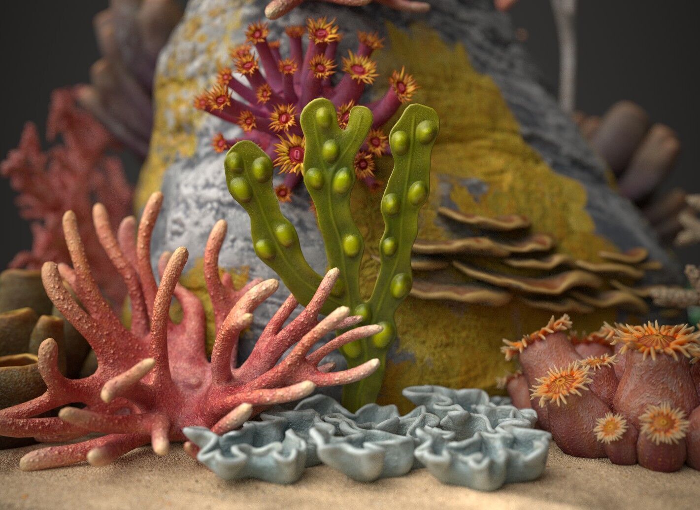 Coral reef 3D model_4