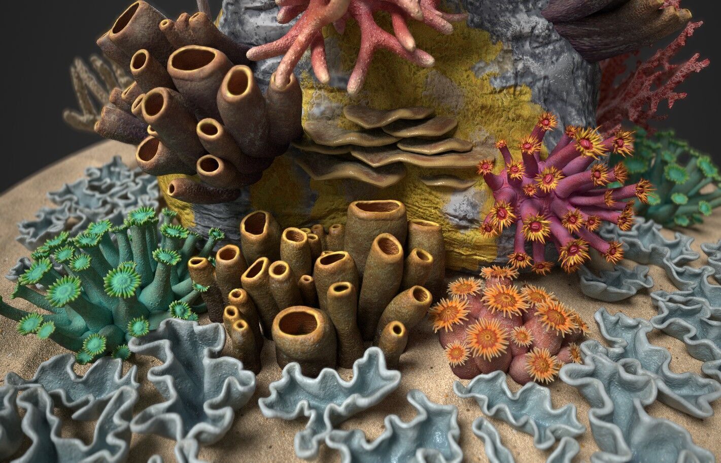 Coral reef 3D model_7