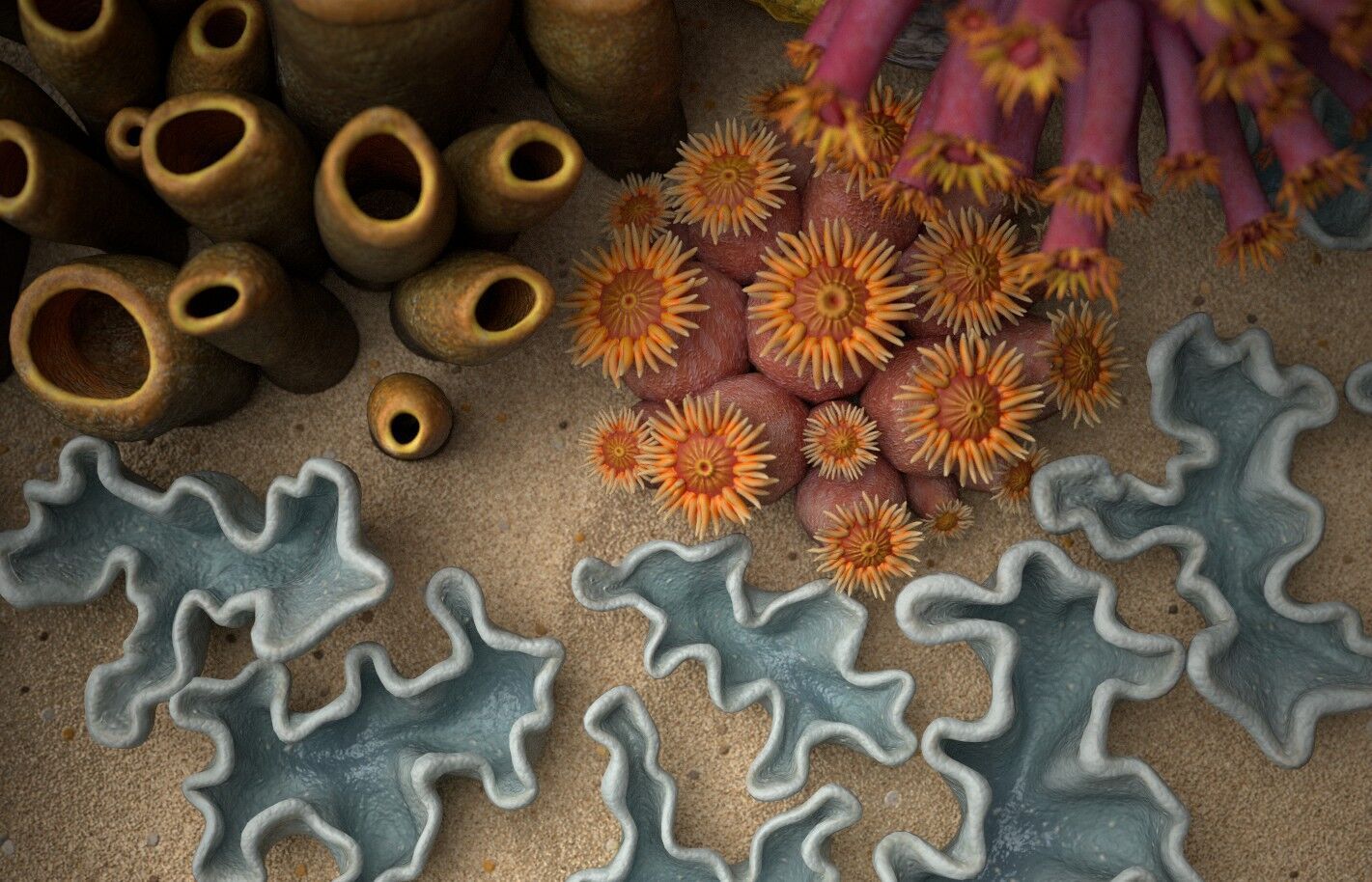 Coral reef 3D model_12