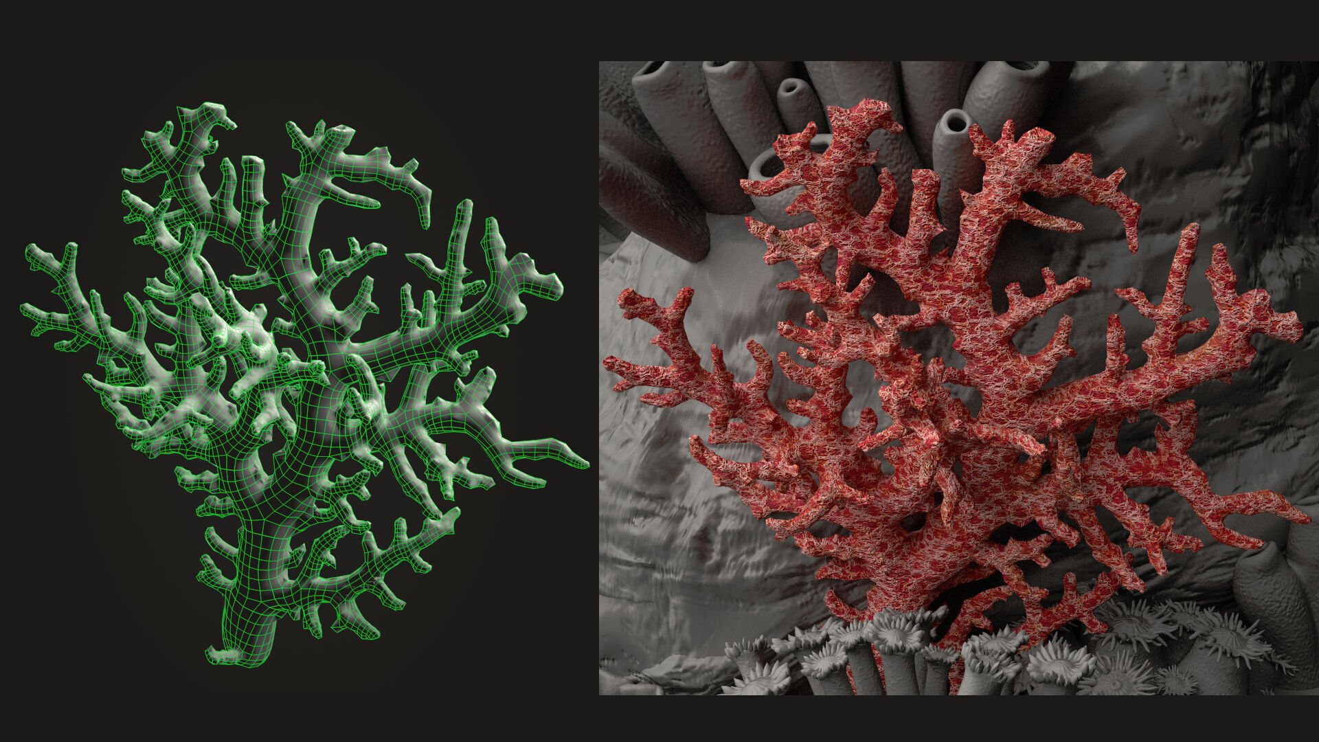 Coral reef 3D model_16