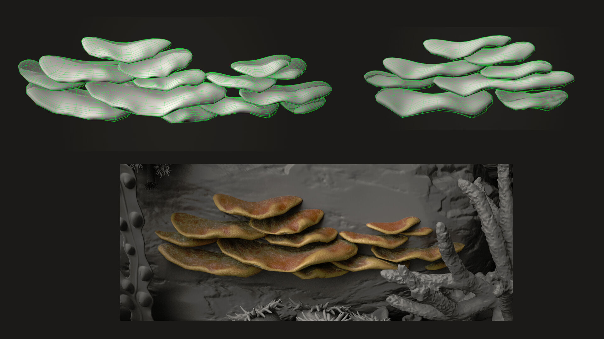 Coral reef 3D model_20