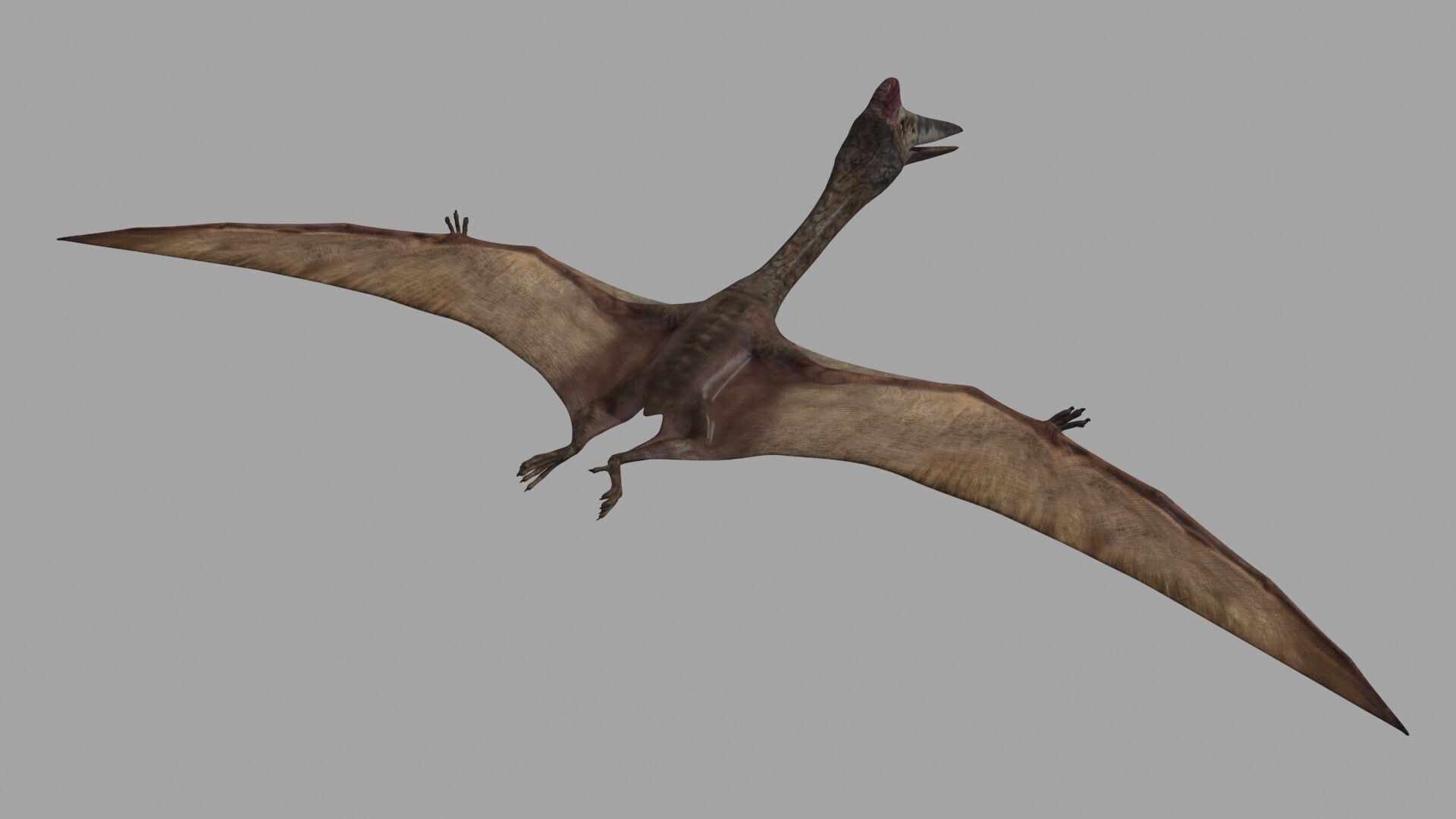 Quetzalcoatlus HD - 3d animated model Low-poly 3D model_5