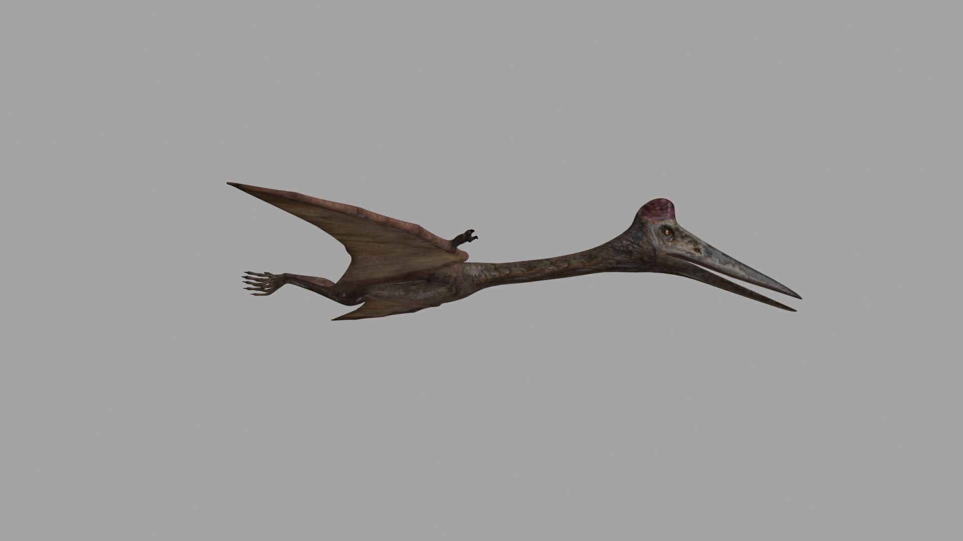 Quetzalcoatlus HD - 3d animated model Low-poly 3D model_7