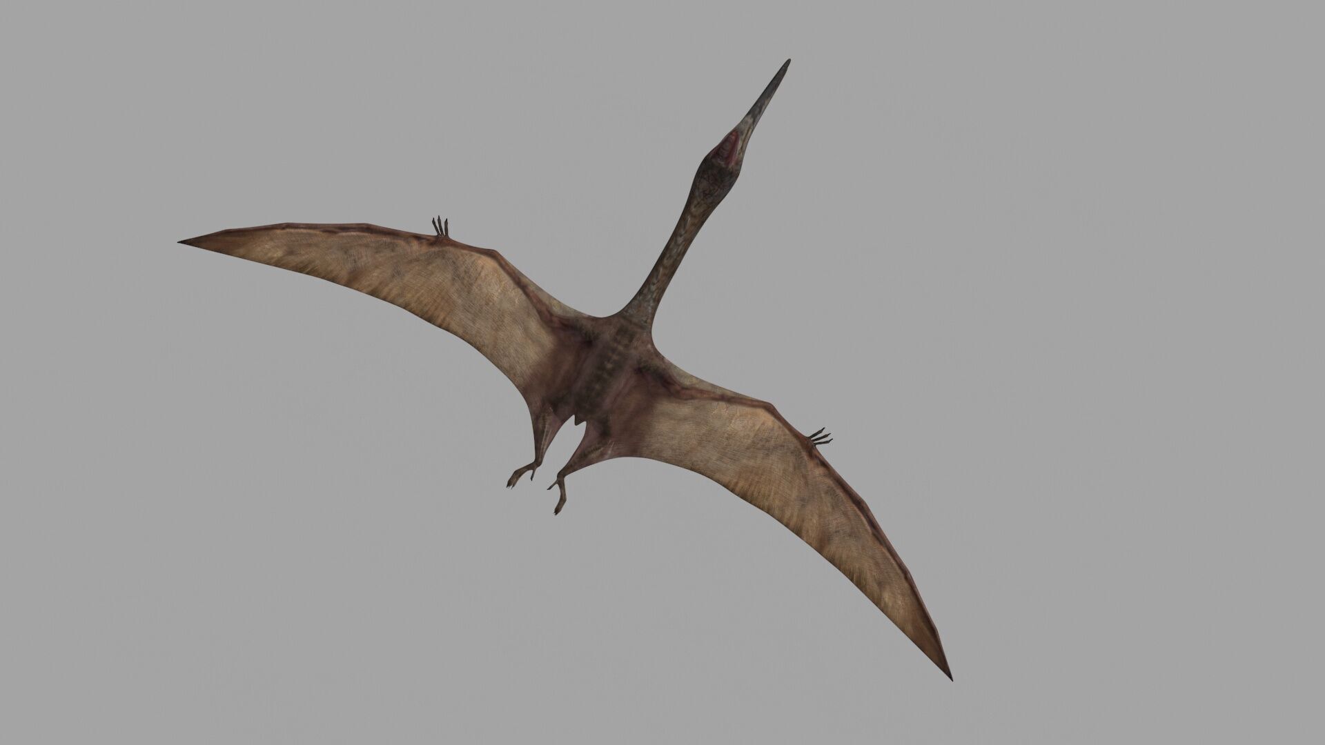 Quetzalcoatlus HD - 3d animated model Low-poly 3D model_13