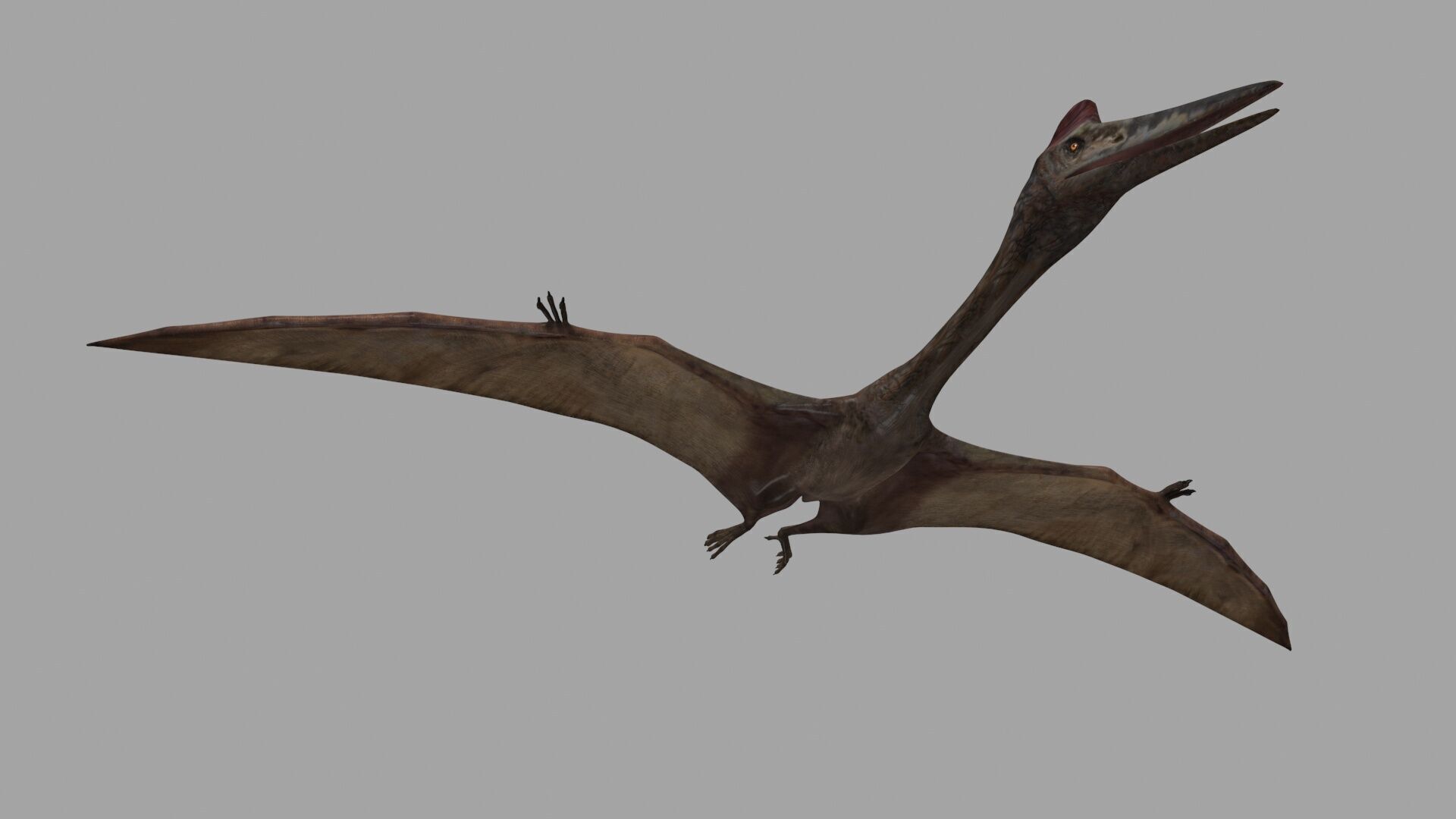 Quetzalcoatlus HD - 3d animated model Low-poly 3D model_6