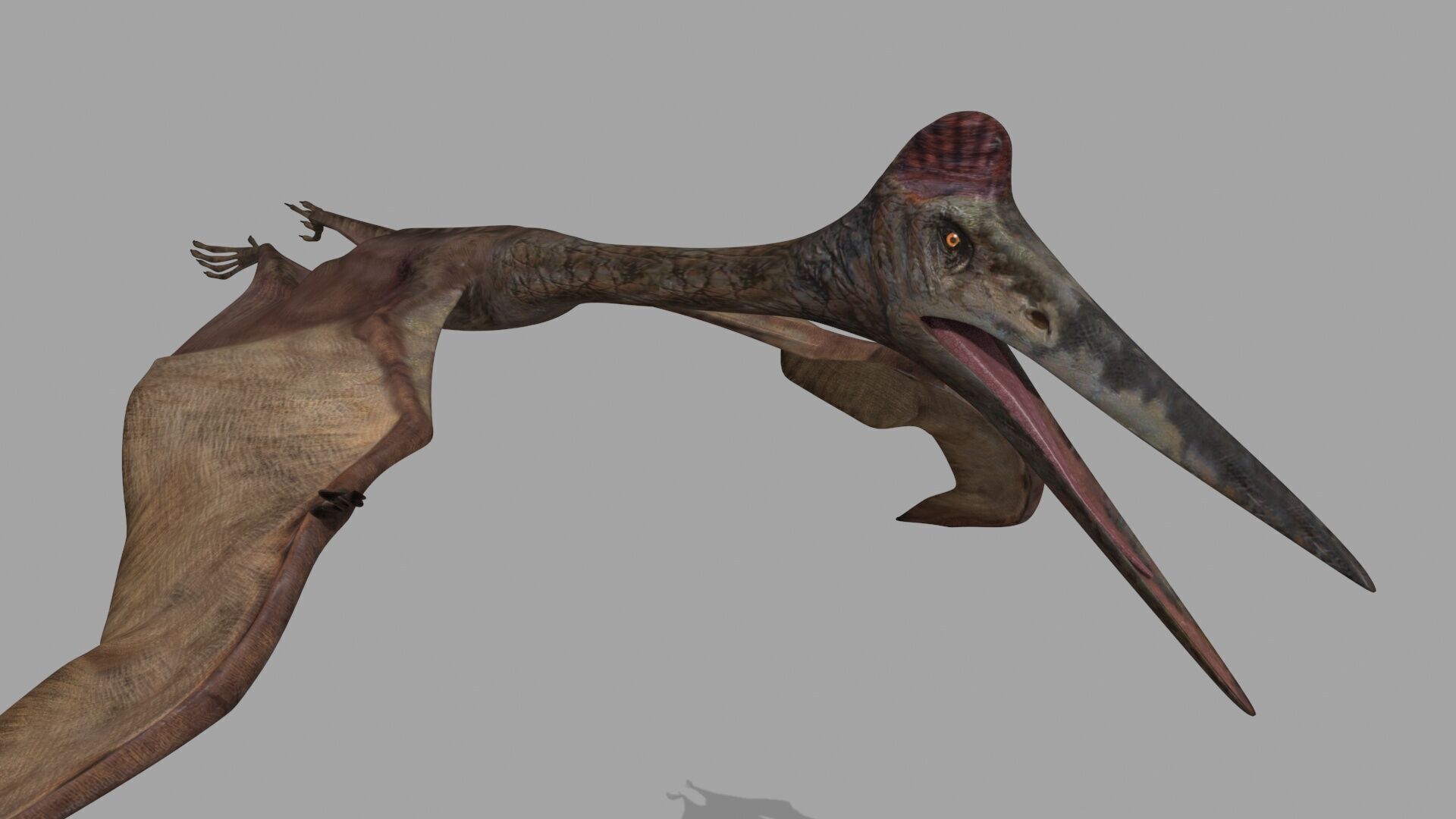Quetzalcoatlus HD - 3d animated model Low-poly 3D model_12