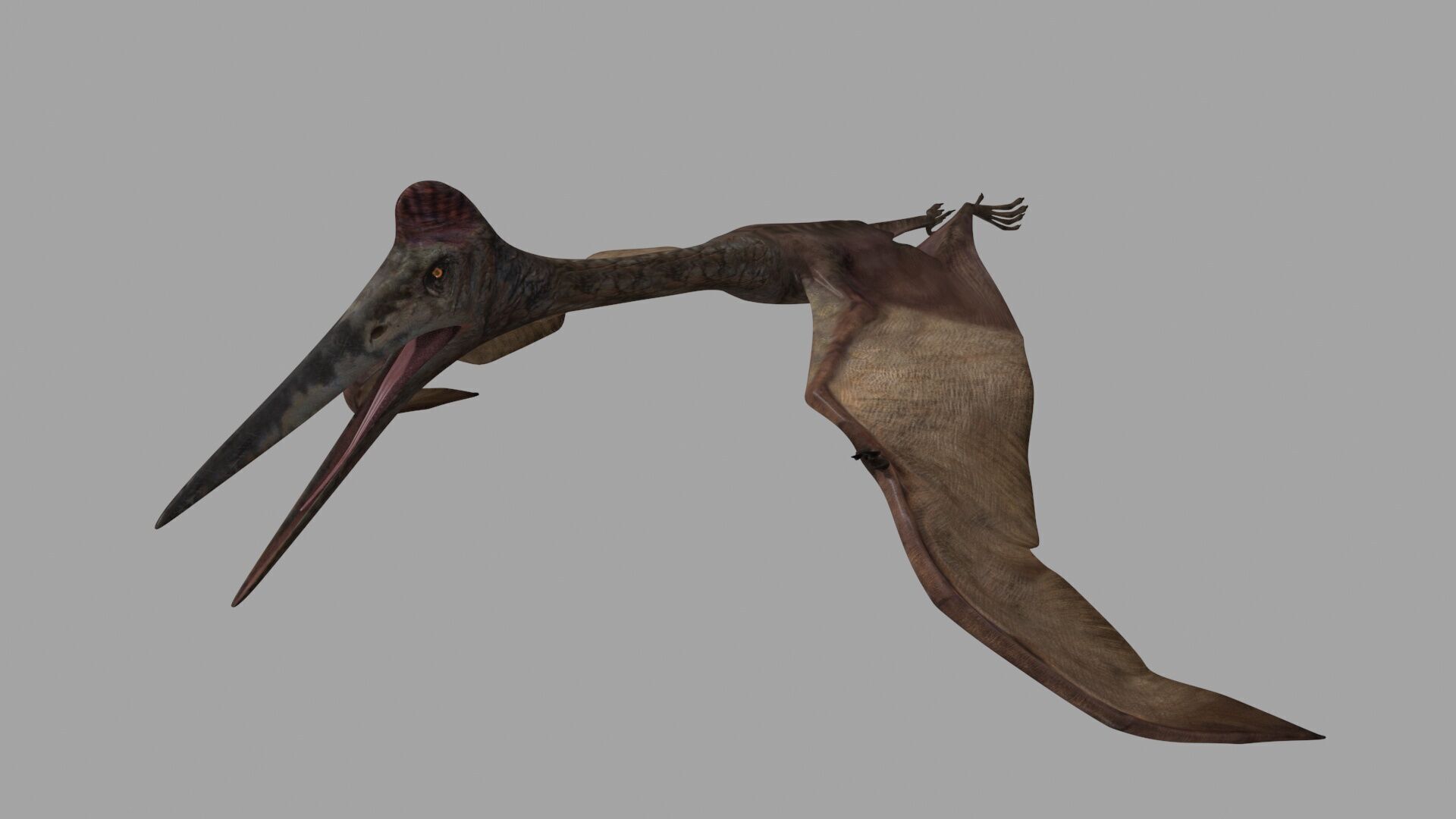 Quetzalcoatlus HD - 3d animated model Low-poly 3D model_10