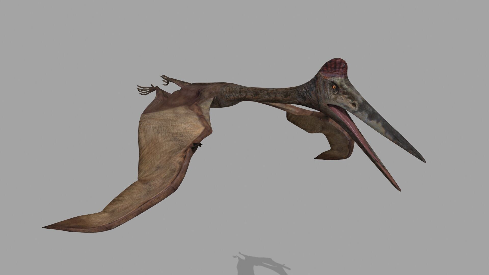 Quetzalcoatlus HD - 3d animated model Low-poly 3D model_11