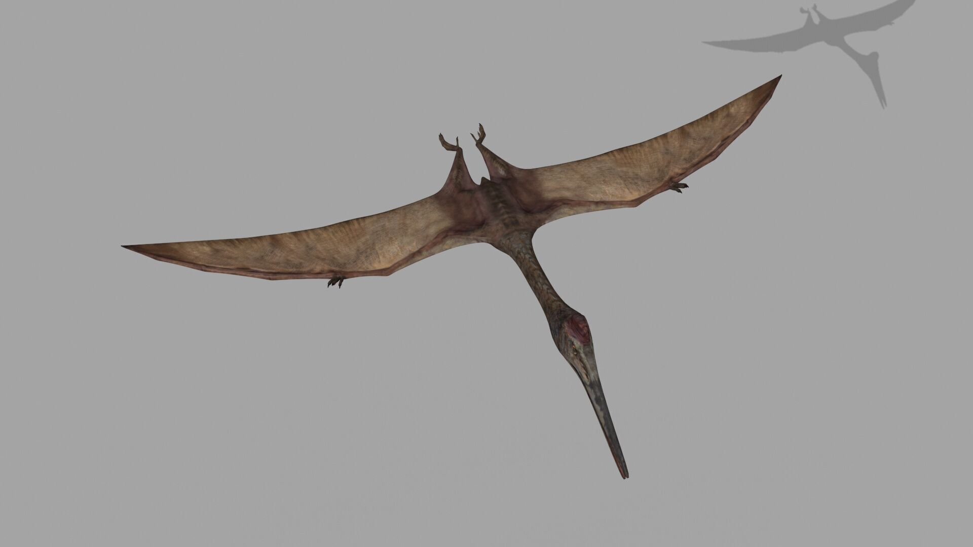 Quetzalcoatlus HD - 3d animated model Low-poly 3D model_8