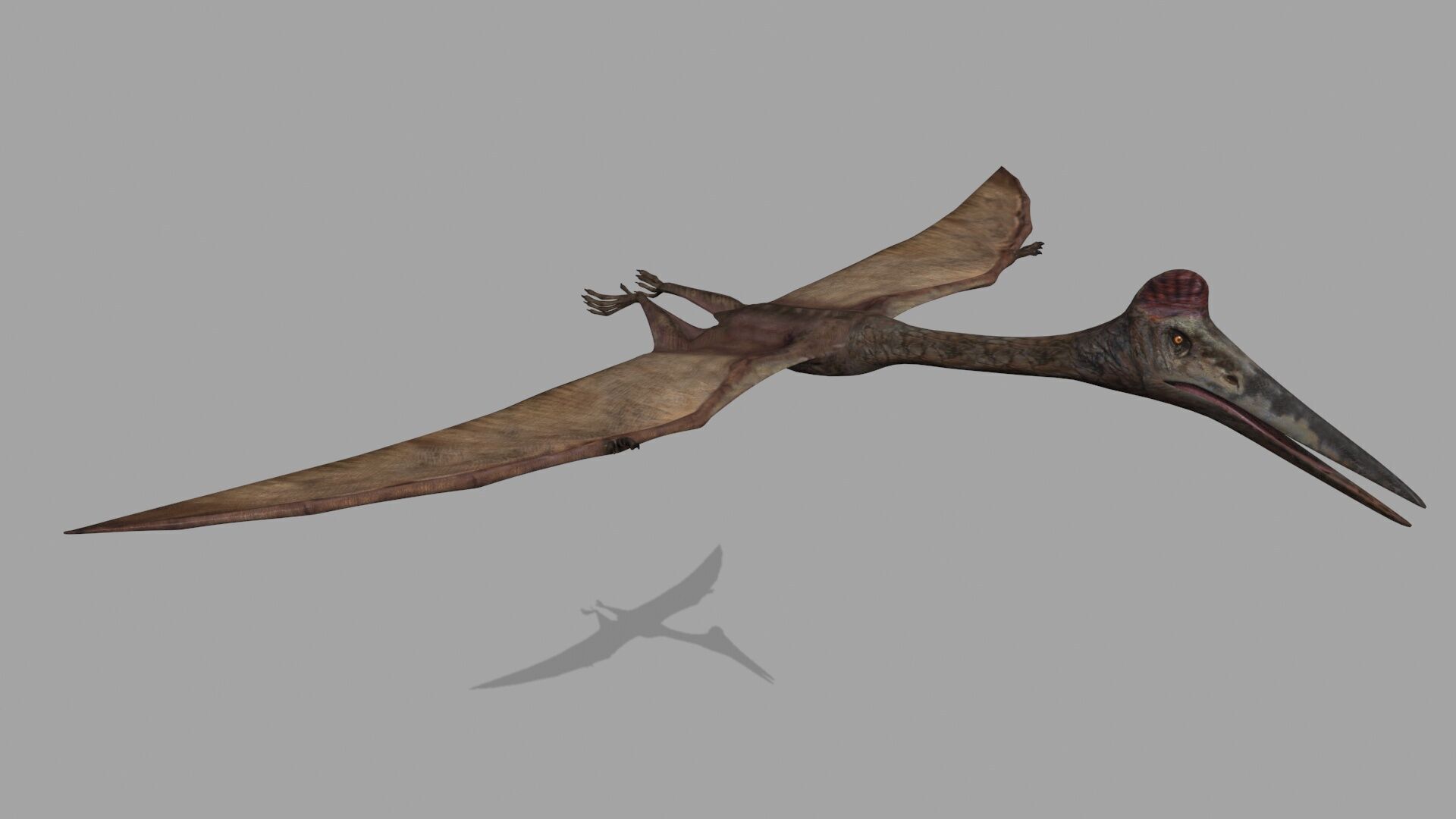 Quetzalcoatlus HD - 3d animated model Low-poly 3D model_4