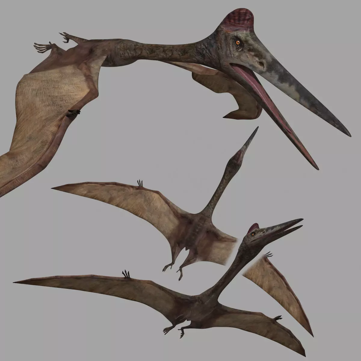 Quetzalcoatlus HD - 3d animated model Low-poly 3D model_0
