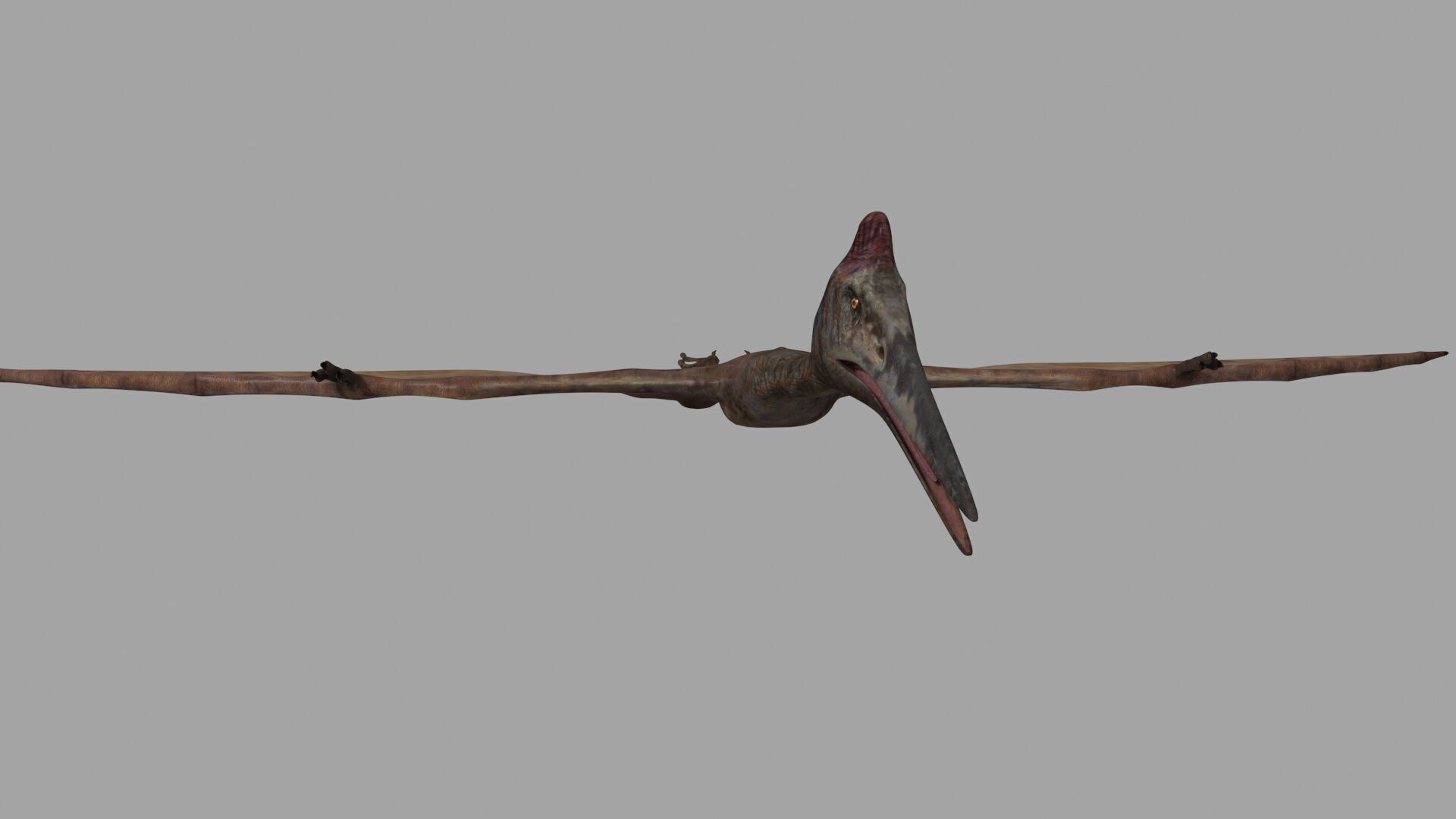 Quetzalcoatlus HD - 3d animated model Low-poly 3D model_9