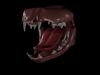 Cat Teeth Low-poly 3D model_1