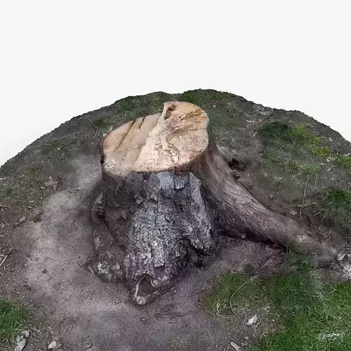 Photorealistic 3D scan of Tree Sawed wood Stump
