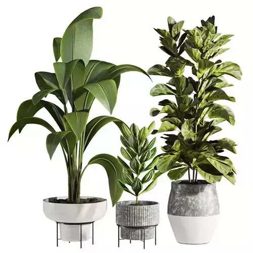 Plants 3D model Plants 3D model