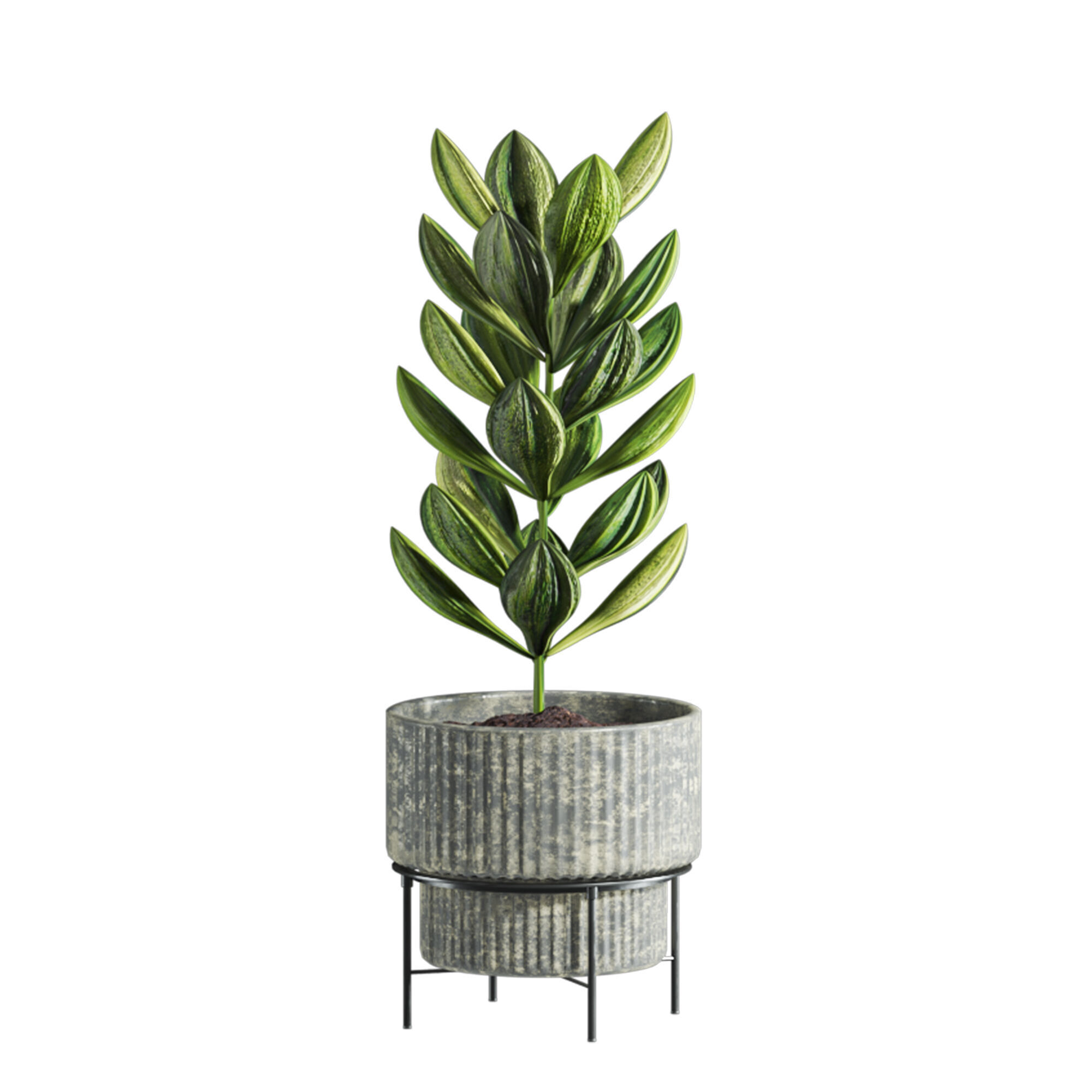 Plants 3D model_3