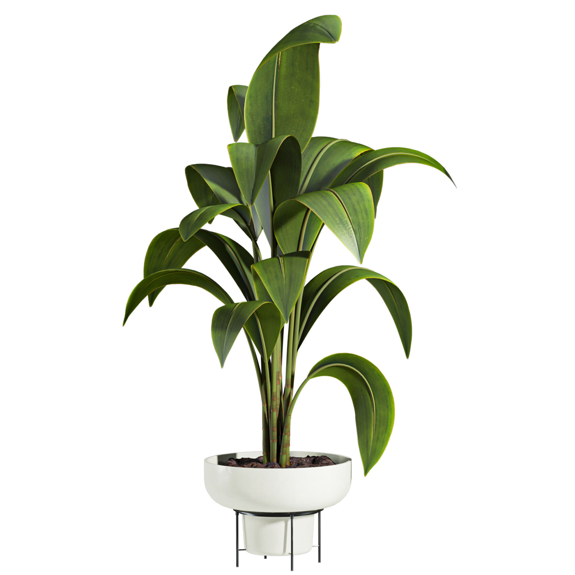 Plants 3D model_1