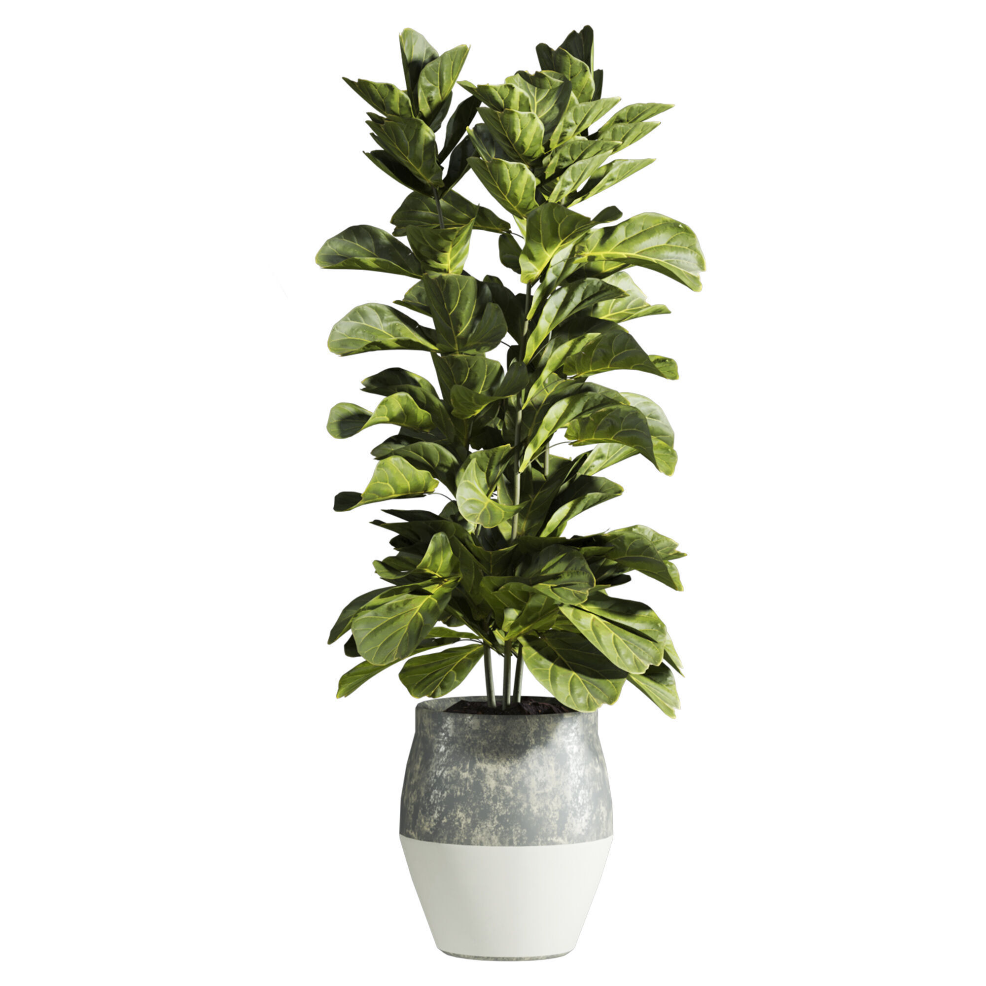 Plants 3D model_2