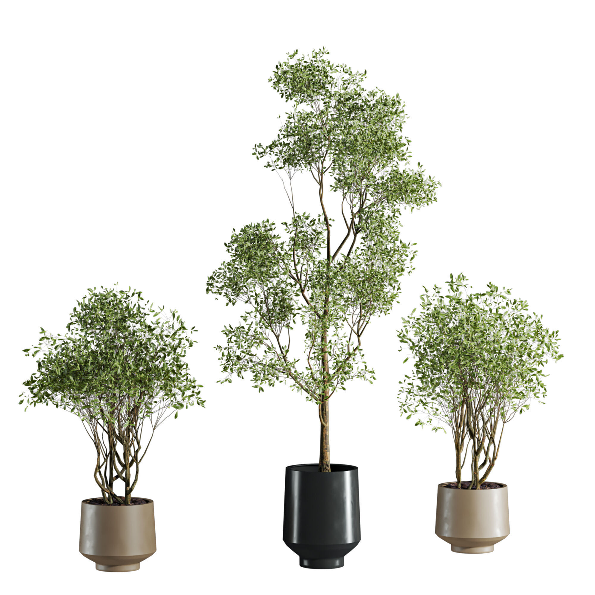tree plants set 3D model_1