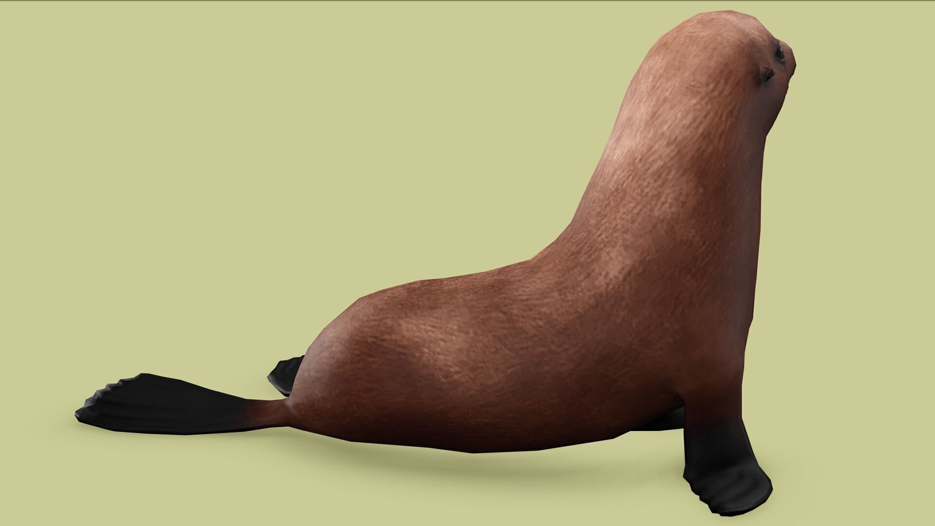 SEAL RIGGED ANIMATED 3 Low-poly 3D model_2