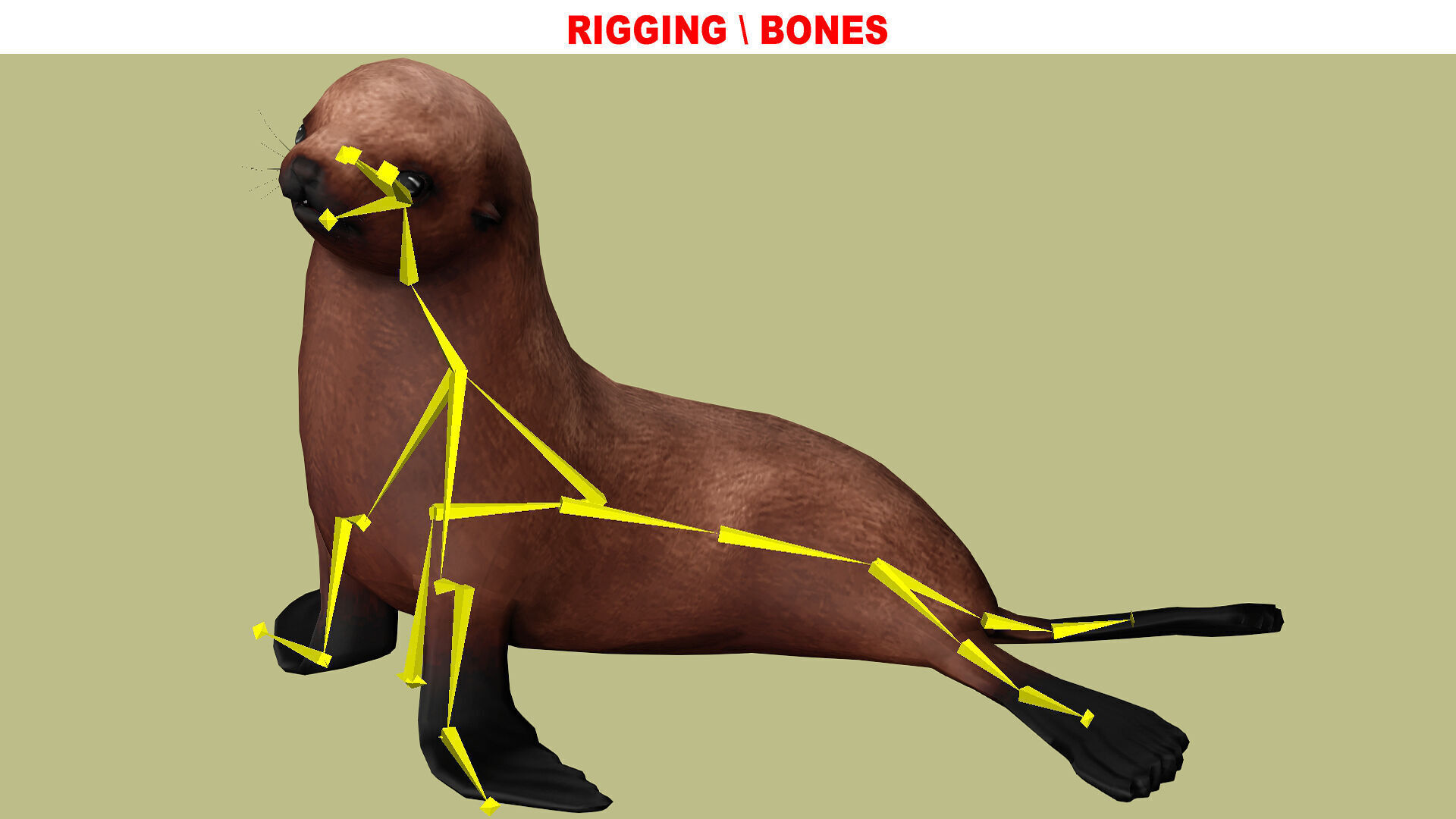 SEAL RIGGED ANIMATED 3 Low-poly 3D model_8
