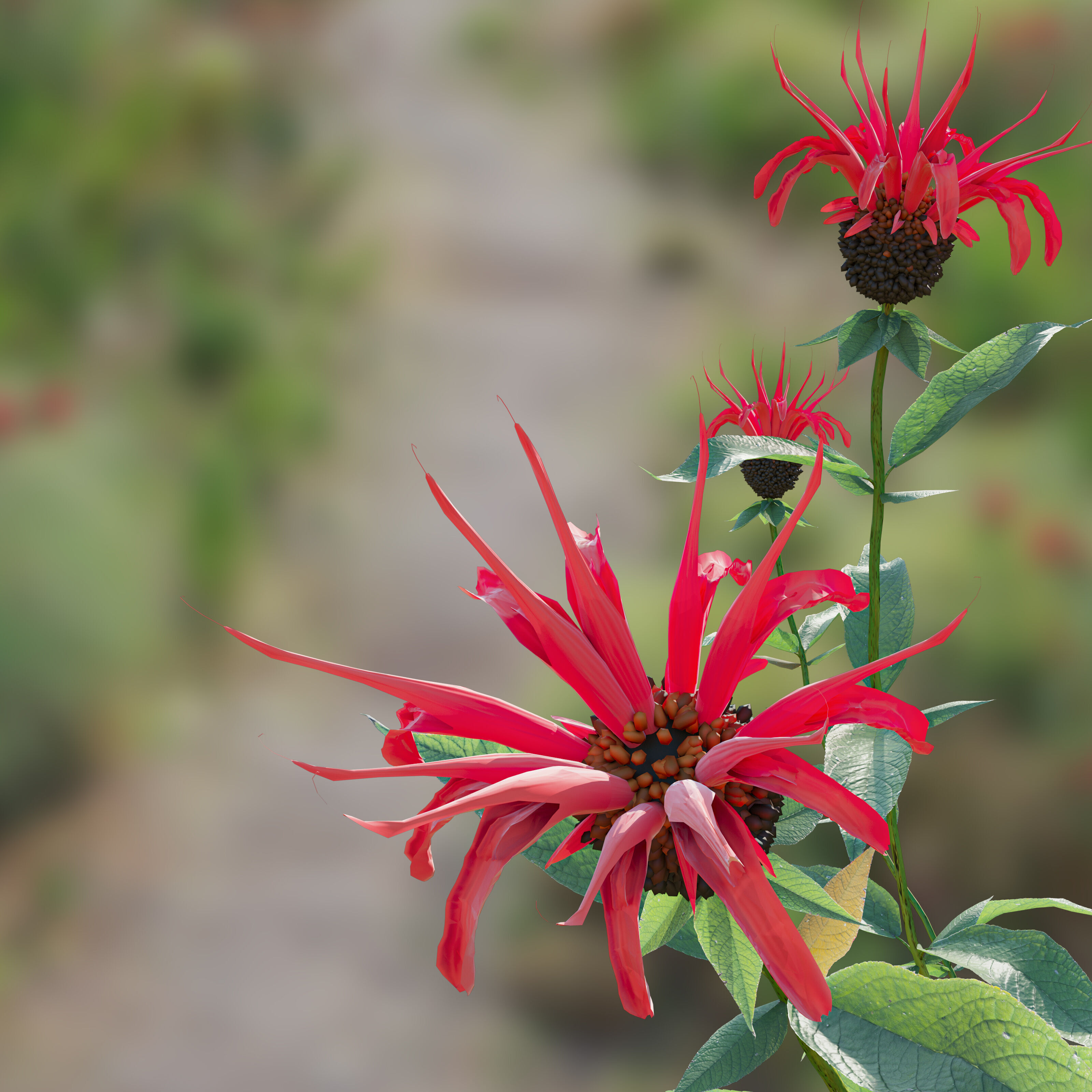 Meadow 27 3D model_1