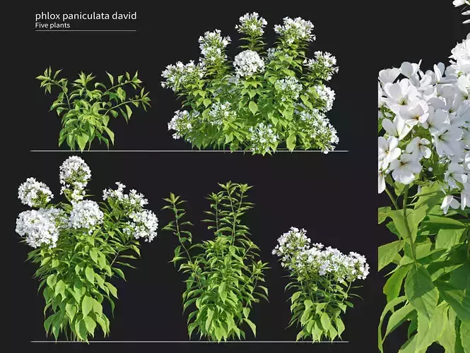 Phlox Paniculata David