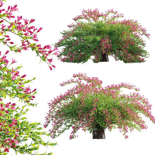Weigela Florida 02 3D model