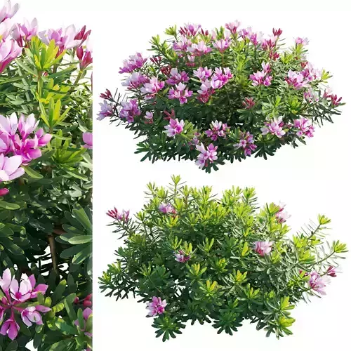 Daphne arbuscula - Shrubby daphne 01 3D model