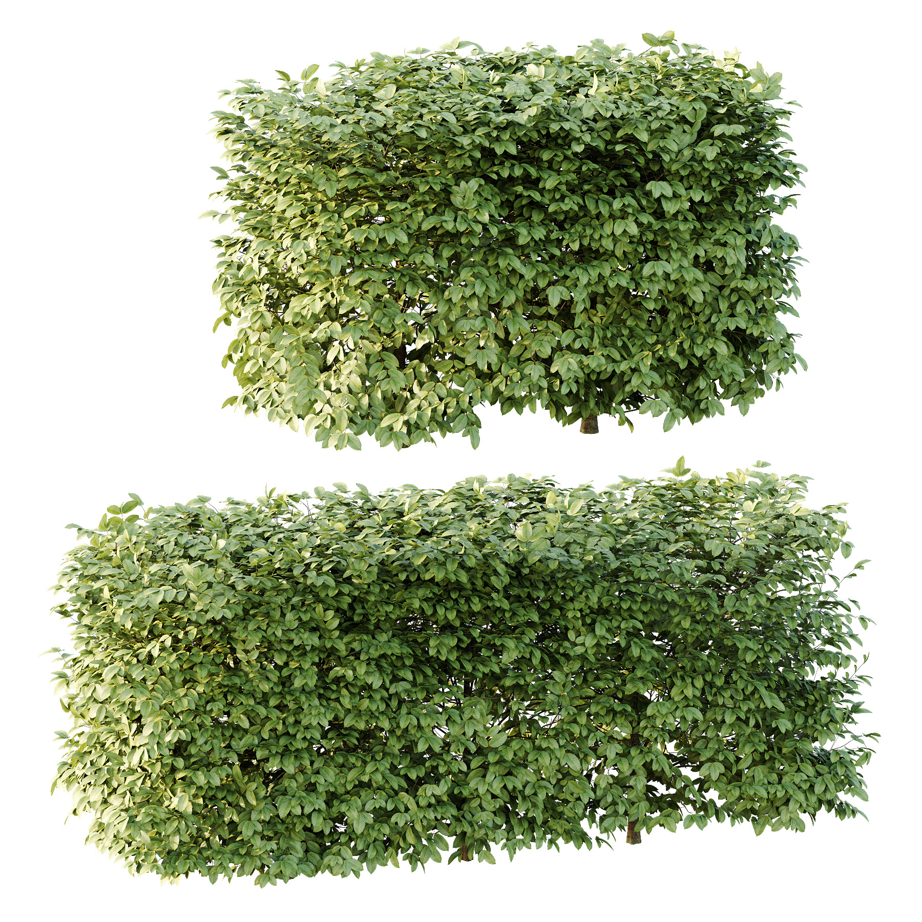 Carpinus Betulus Bush 02 3D model_1