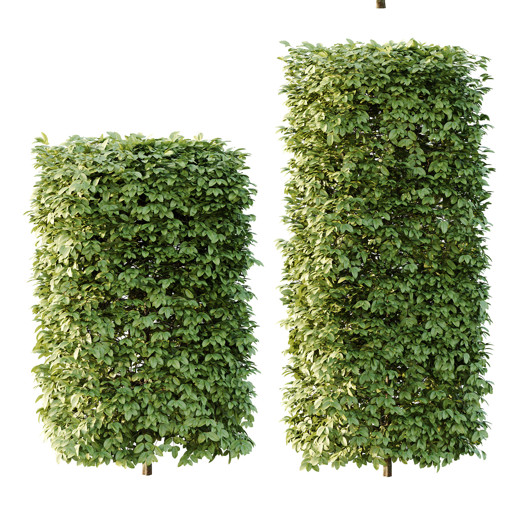 Carpinus Betulus Bush 02 3D model_2