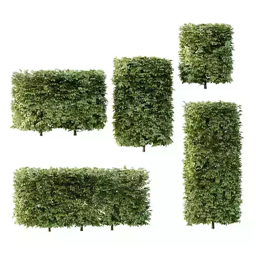 Carpinus Betulus Bush 02 3D model