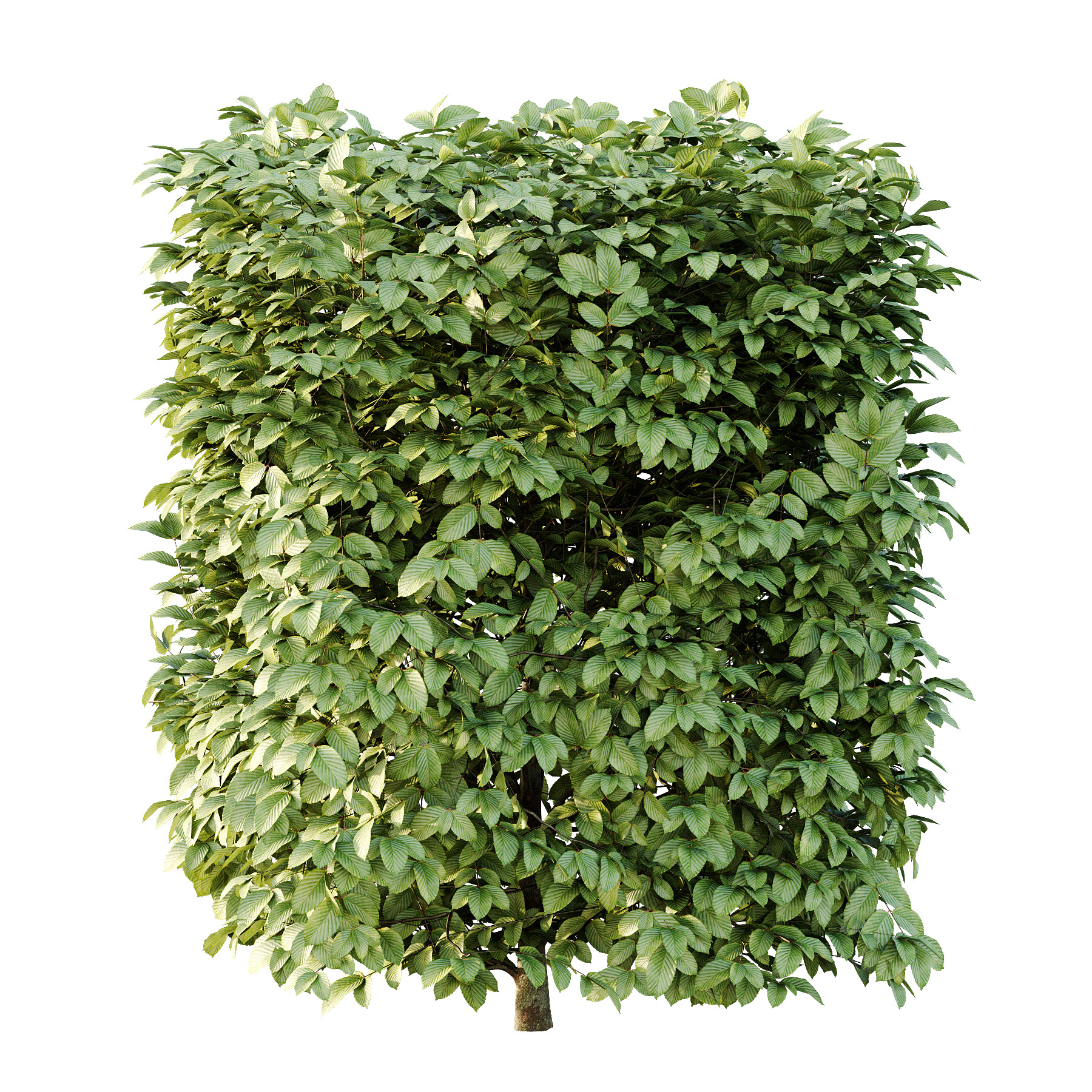 Carpinus Betulus Bush 02 3D model_3