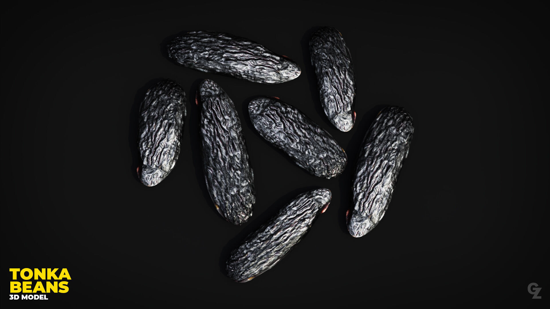 Tonka Bean 3D Model 3D model_1