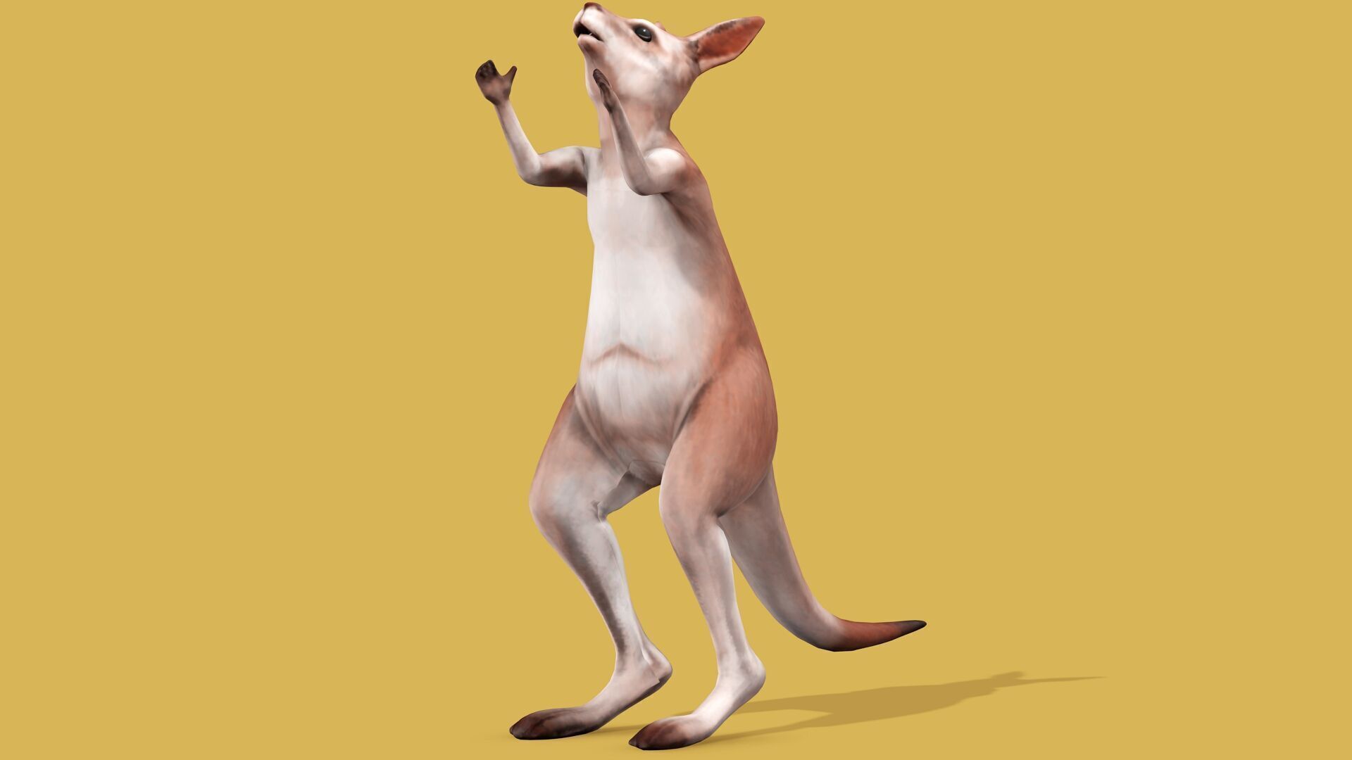 KANGAROO RIGGED ANIMATED 3 Low-poly 3D model_7