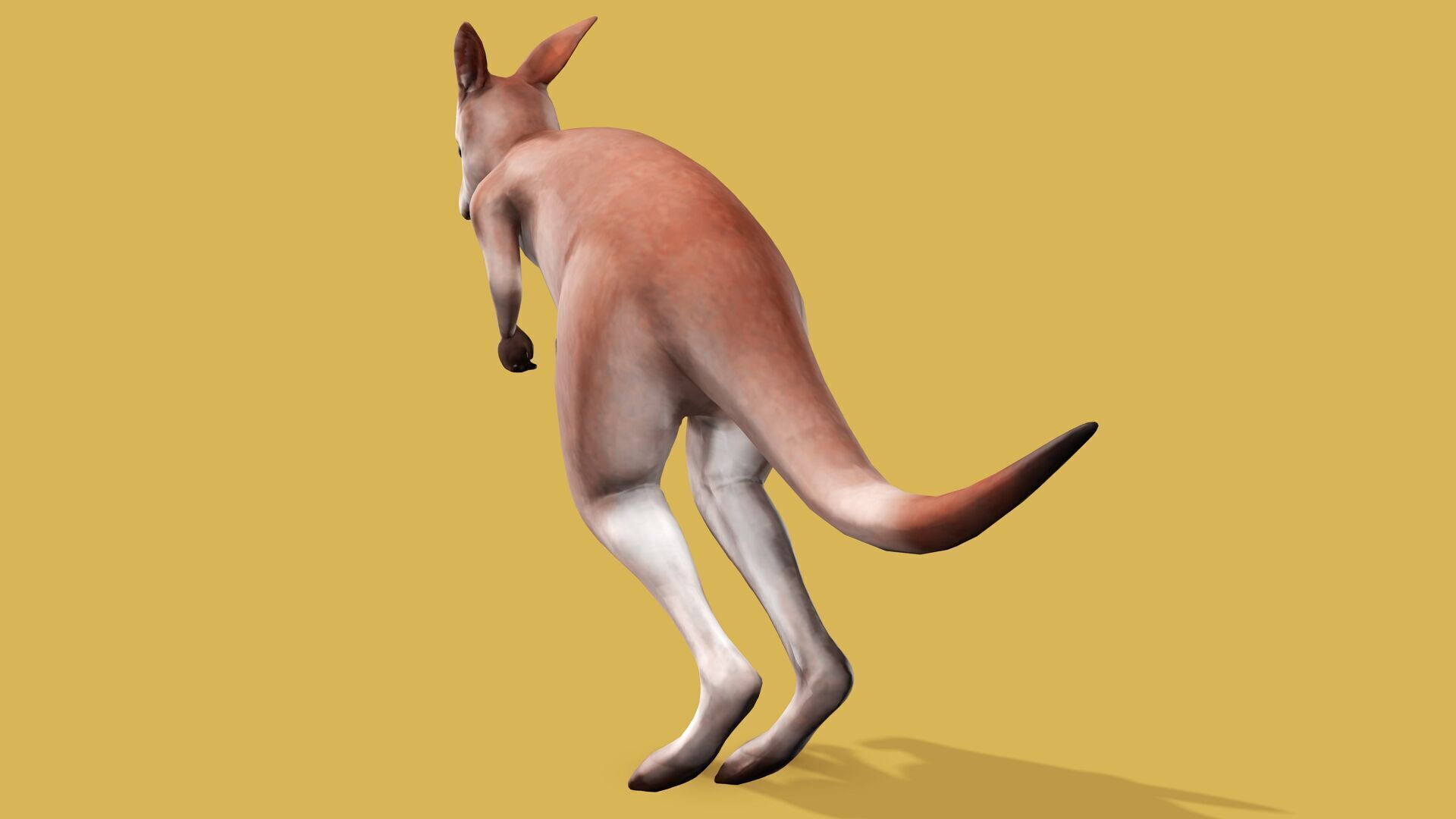 KANGAROO RIGGED ANIMATED 3 Low-poly 3D model_4