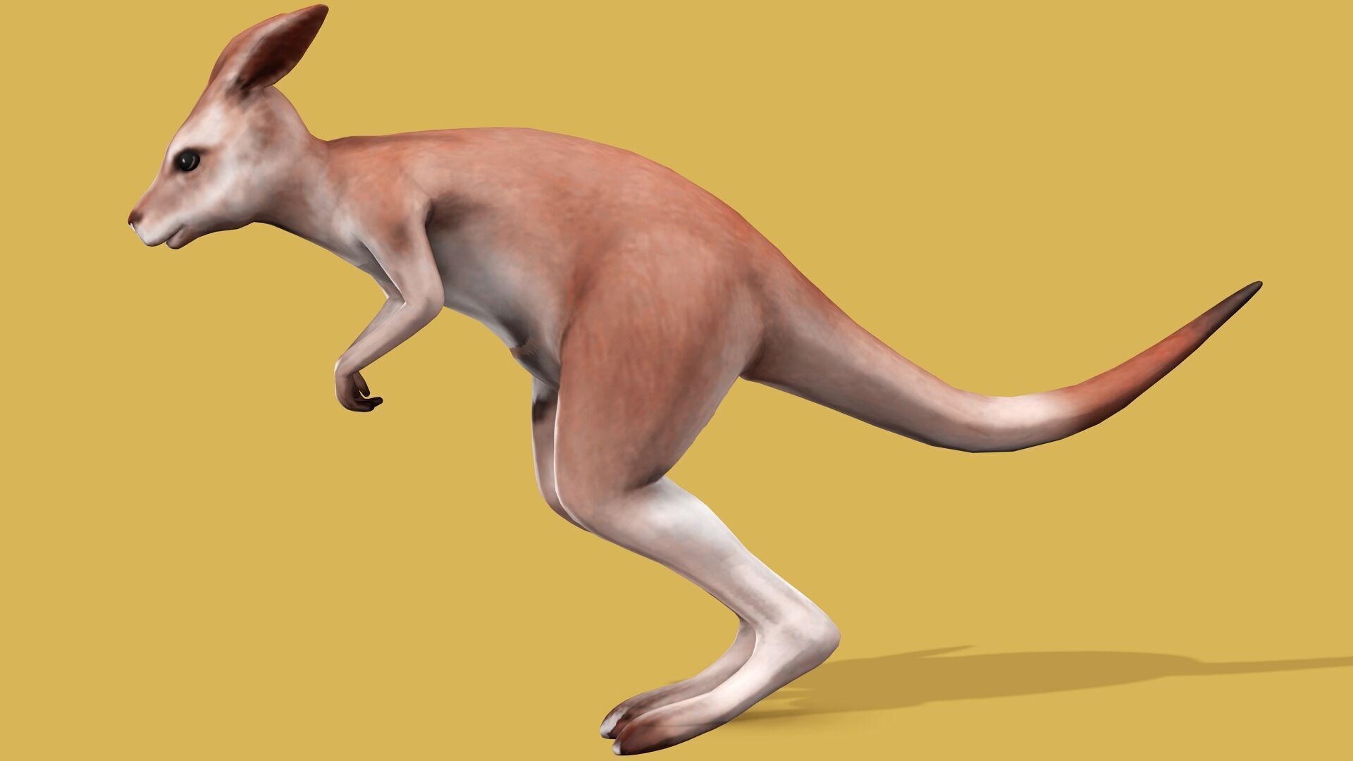 KANGAROO RIGGED ANIMATED 3 Low-poly 3D model_3