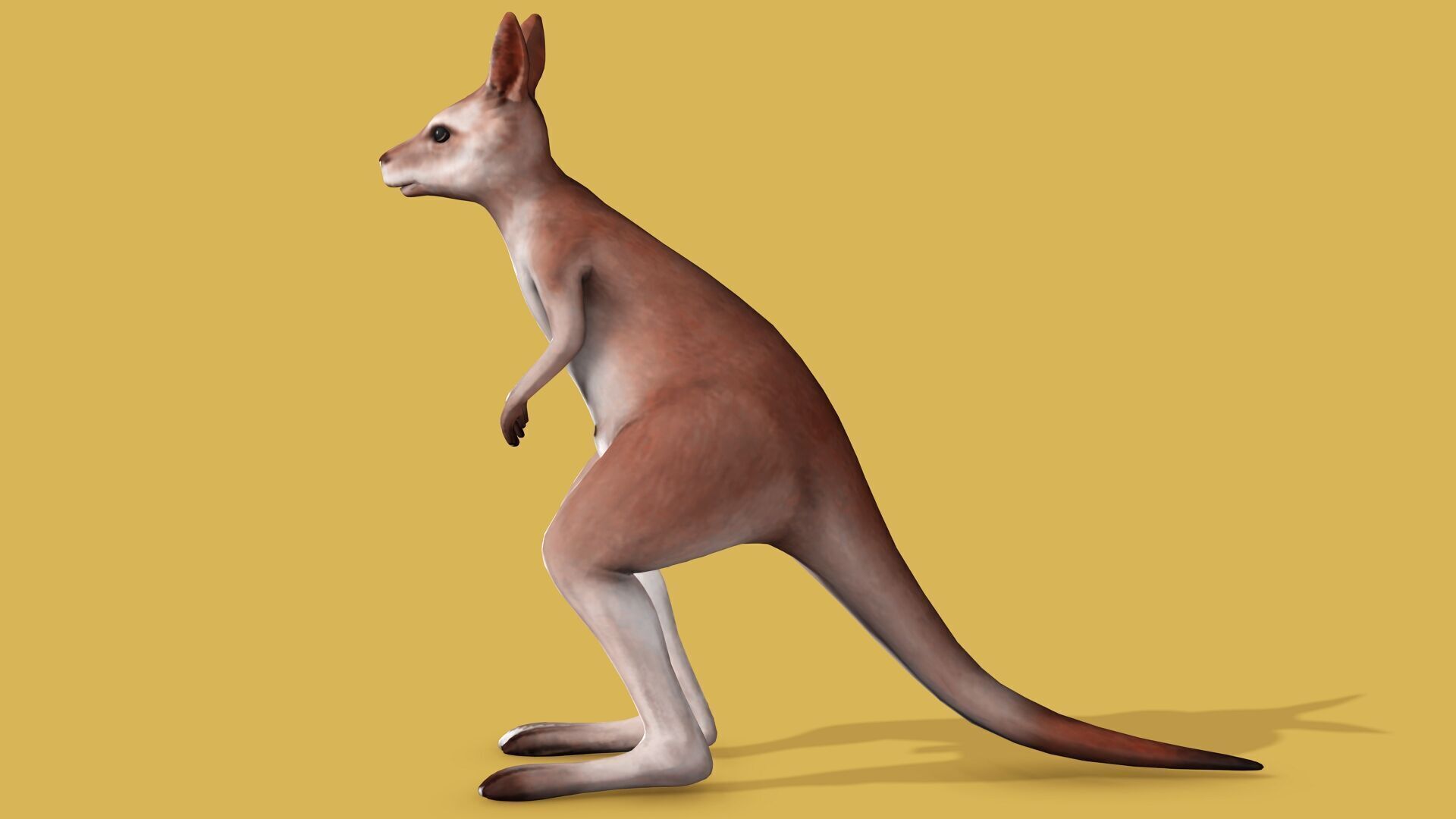 KANGAROO RIGGED ANIMATED 3 Low-poly 3D model_2