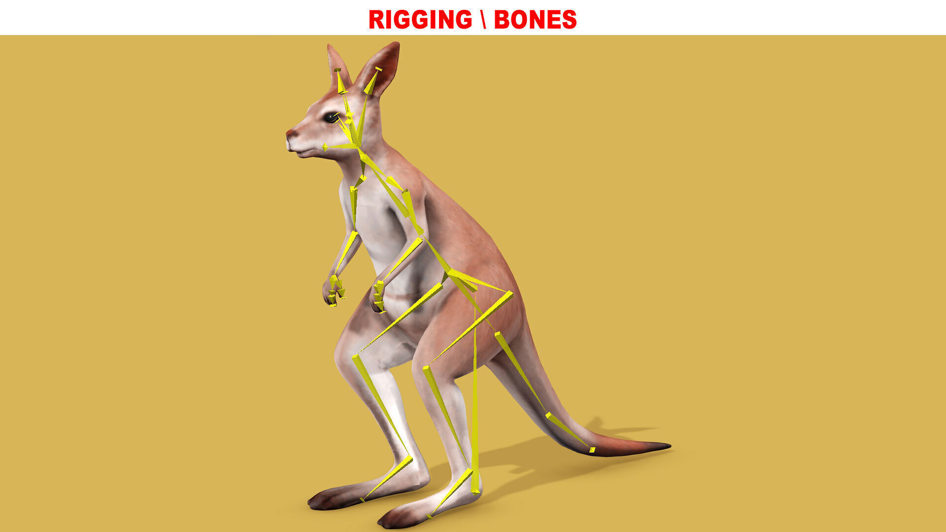 KANGAROO RIGGED ANIMATED 3 Low-poly 3D model_9