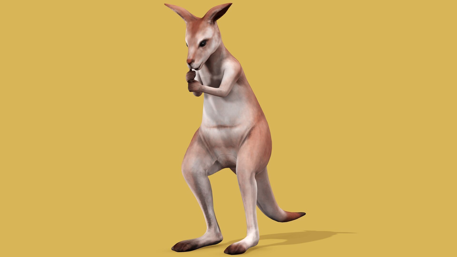 KANGAROO RIGGED ANIMATED 3 Low-poly 3D model_6