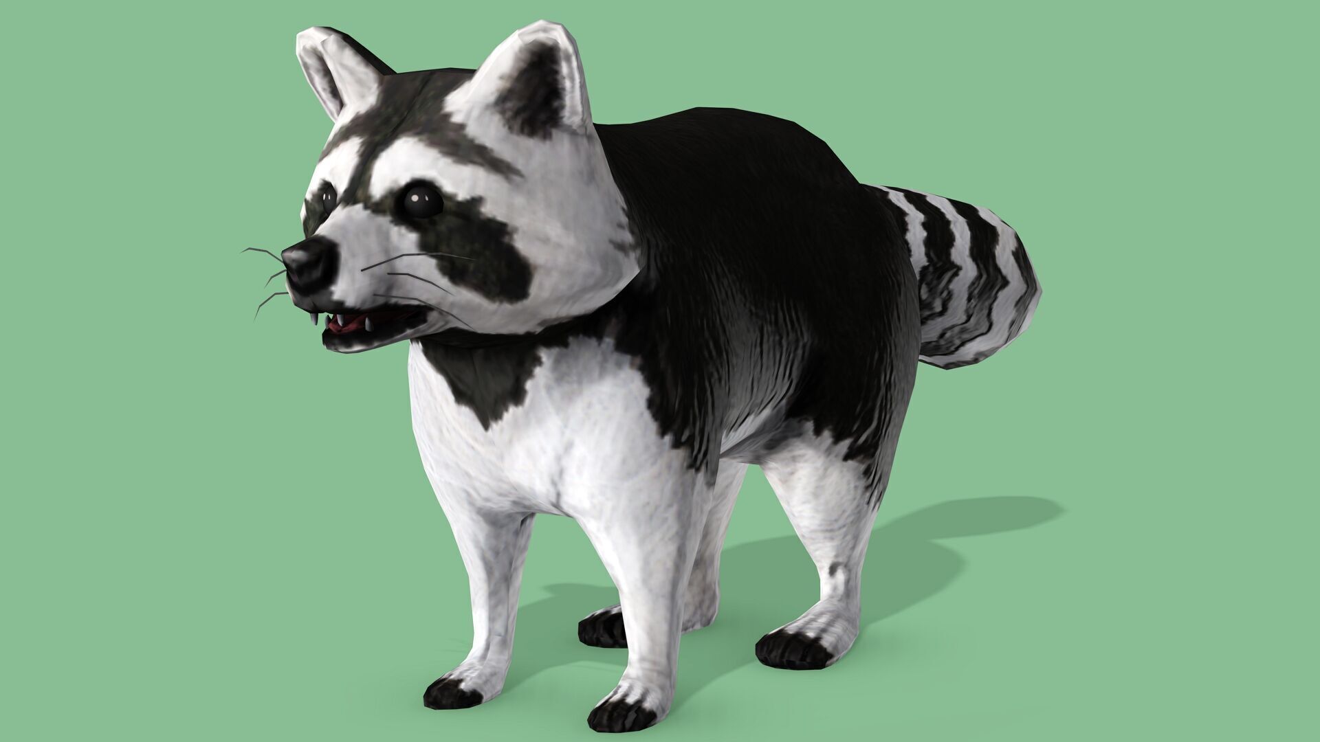 Raccoon Rigged Animated 3 Low-poly 3D model_1