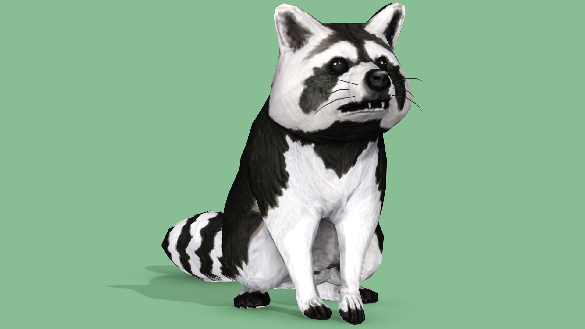 Raccoon Rigged Animated 3 Low-poly 3D model_5