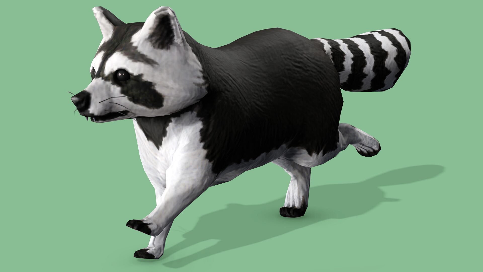 Raccoon Rigged Animated 3 Low-poly 3D model_2