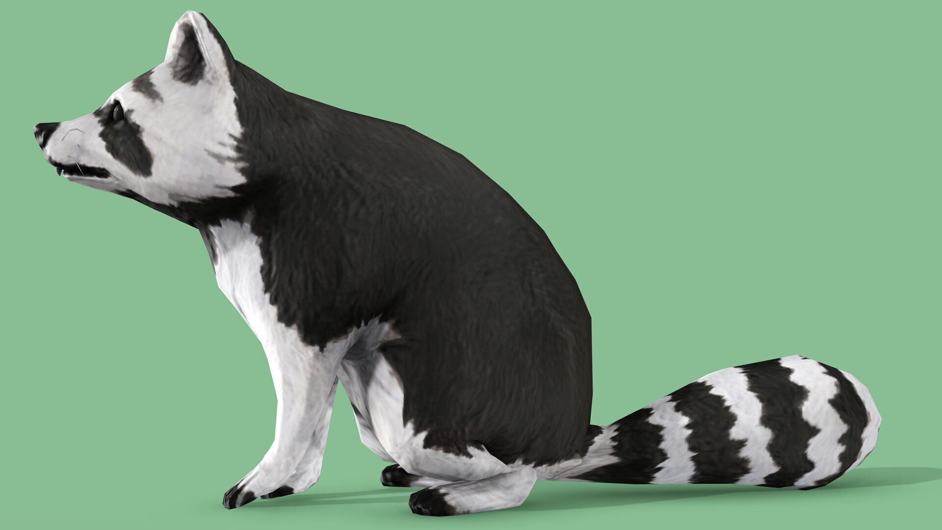 Raccoon Rigged Animated 3 Low-poly 3D model_3