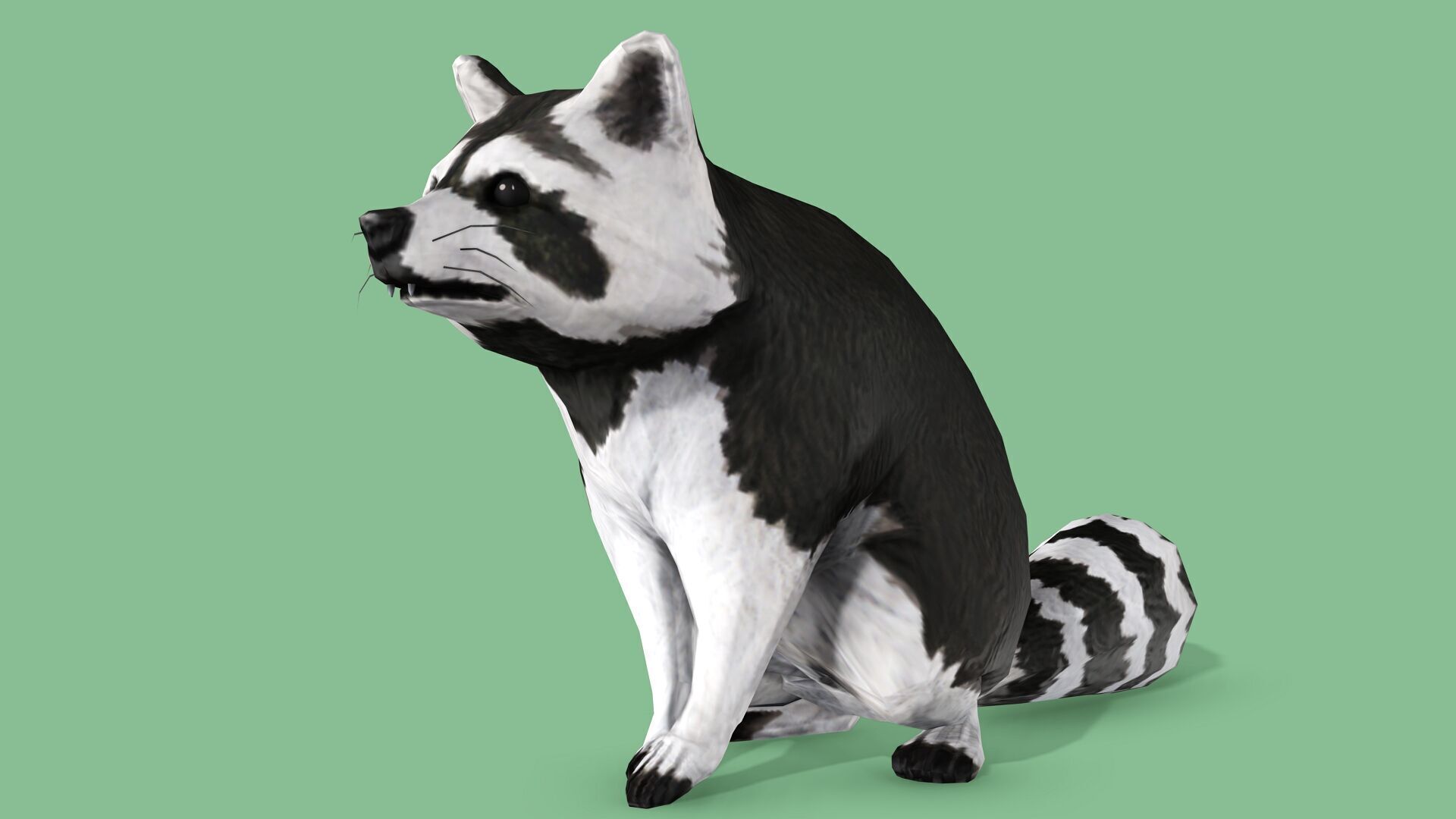 Raccoon Rigged Animated 3 Low-poly 3D model_4