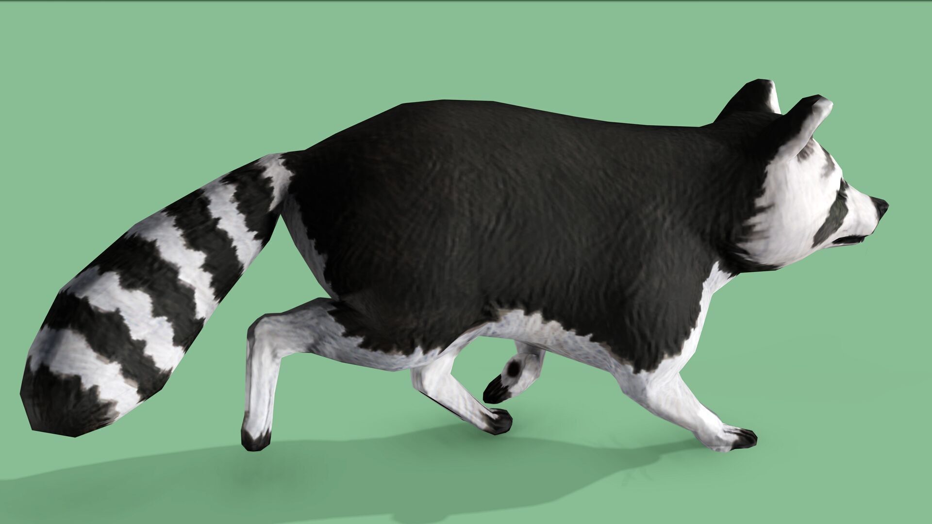 Raccoon Rigged Animated 3 Low-poly 3D model_7