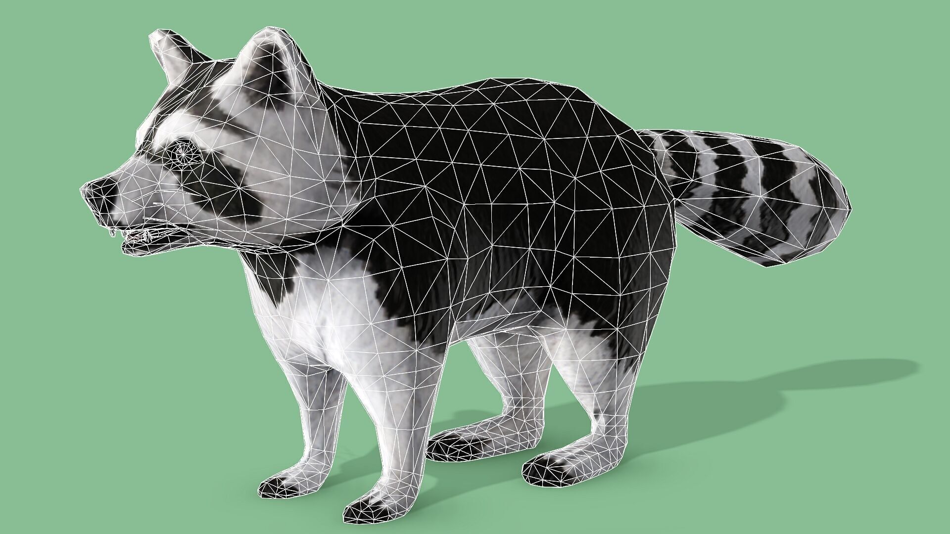 Raccoon Rigged Animated 3 Low-poly 3D model_11