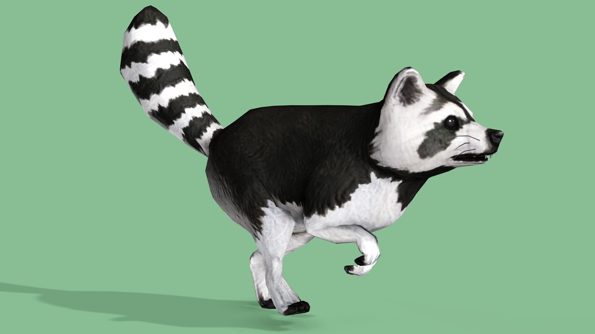 Raccoon Rigged Animated 3 Low-poly 3D model_6
