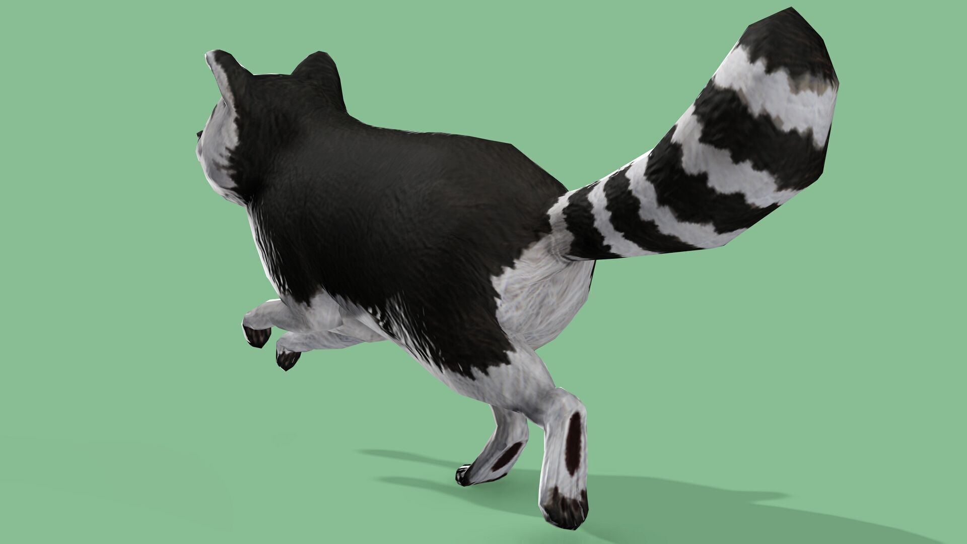 Raccoon Rigged Animated 3 Low-poly 3D model_8