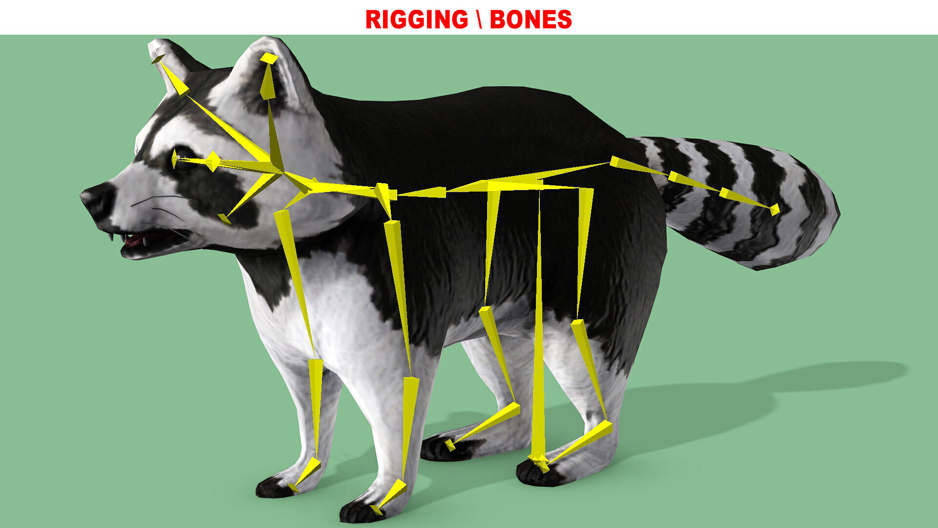 Raccoon Rigged Animated 3 Low-poly 3D model_10